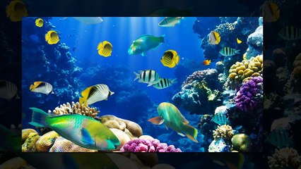 Five Types of Food For Better Eyesight    health    Tips    English