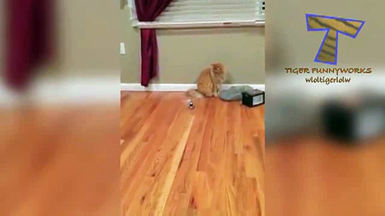 funny cats part -7