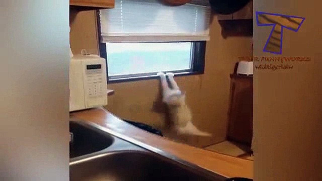 funny cats part -8