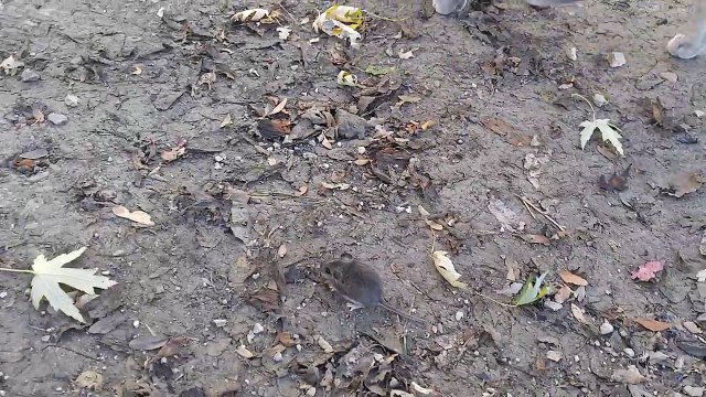 Un chat se fait voler sa souris