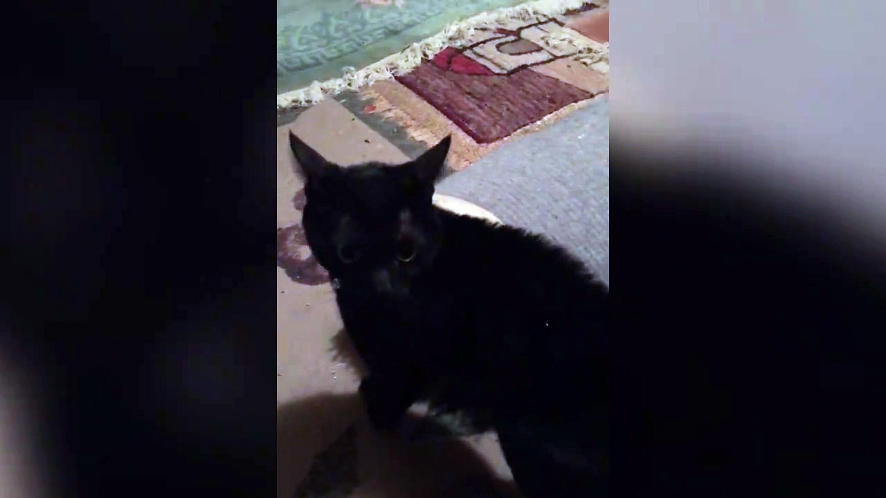 Une belle dispute entre un chat et sa maitresse... pas content le minou