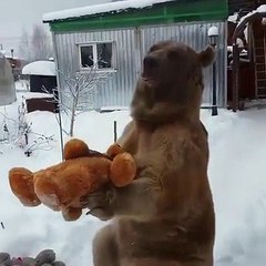 Cet ours se fait de nouveaux potes