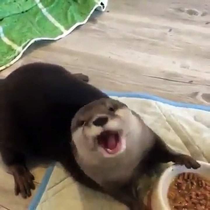 Cette loutre domestique adorable mange ses croquettes