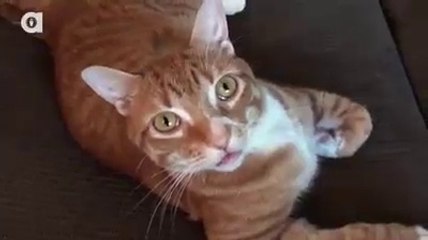 How to cat proof christmas tree