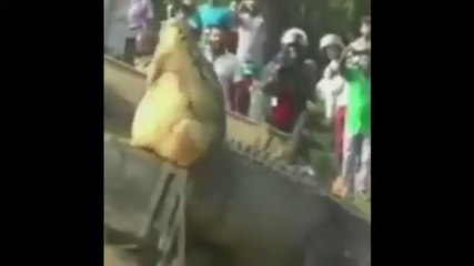 The Biggest Crocodile Ever Caught