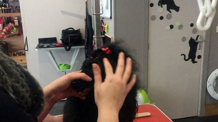 Mons: les chiens aussi peuvent se faire beau pour les fêtes