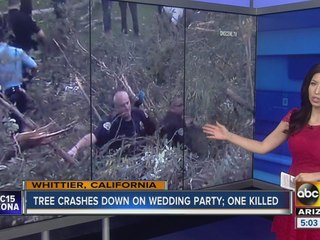 Tree crashes down on wedding party killing one person
