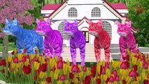 Learn Animals Song || 3D Animation Animals Video For Kids - Rabbit ,Chiken Vs Cat Cartoons