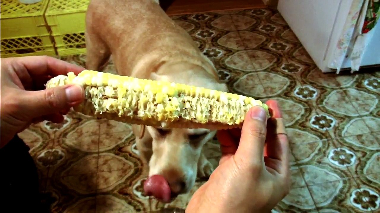 The corn eating CHAMP
