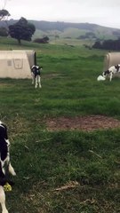 Every squad has one of them...