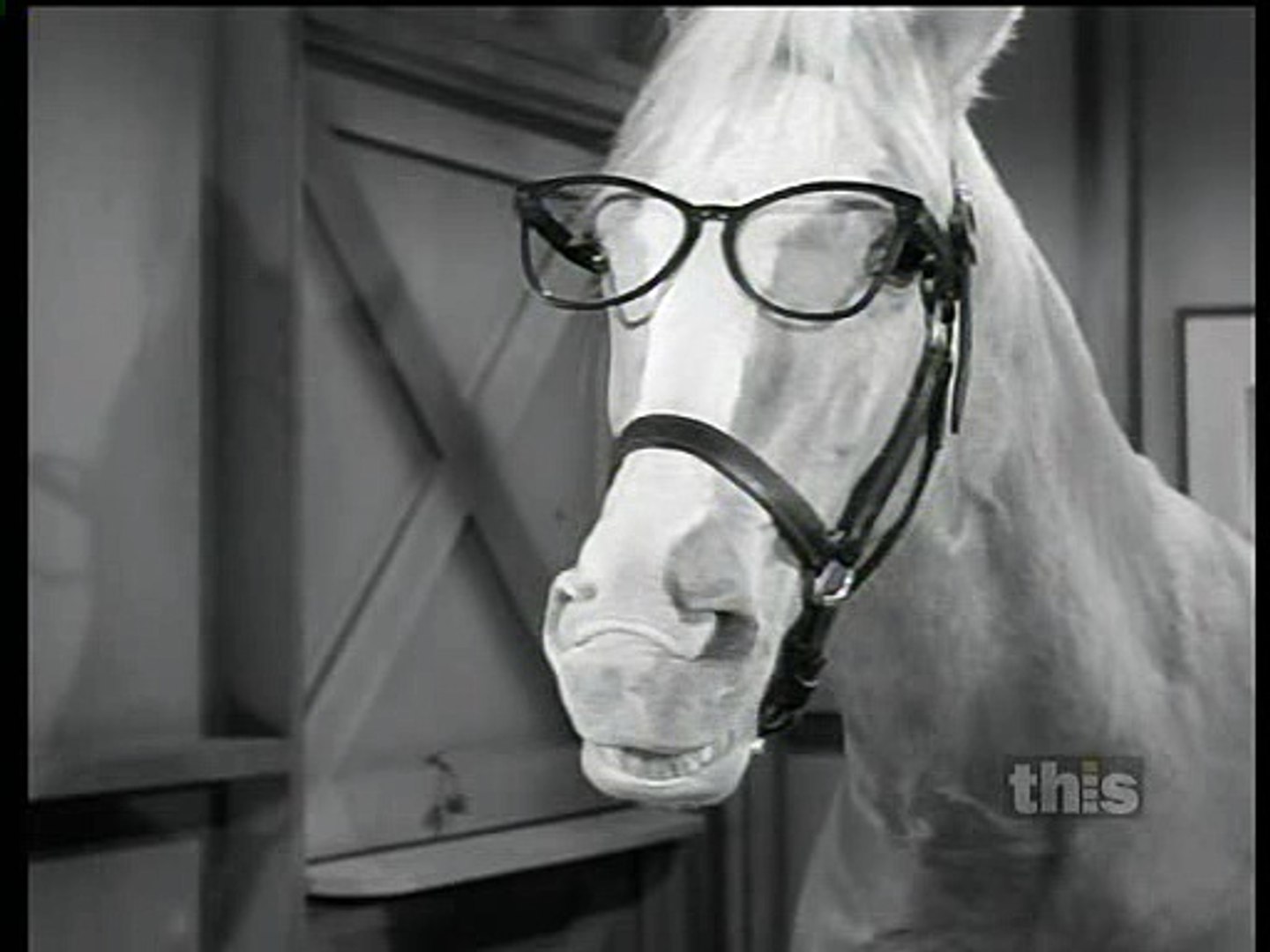 Mister Ed S06 143 Ed Goes To College [Final Episode] - video Dailymotion