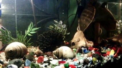 Turtle swimming quickly