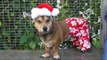 Dog Shelter Records Christmas-Themed Celebration of All Their Dogs