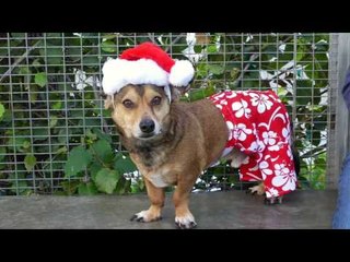 Dog Shelter Records Christmas-Themed Celebration of All Their Dogs