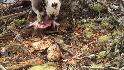 Watch as Rachel adorably feeds her first chick and then head over to explore.org to catch the second hatching