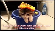Funny CATS will always make you laugh - Funny cat 2017- Funny CATS will always make you laugh - Funn