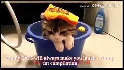 Funny CATS will always make you laugh - Funny cat 2017- Funny CATS will always make you laugh - Funn