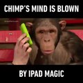 La réaction incroyable de ce chimpanzé face à un magicien qui lui fait des tours de passe-passe