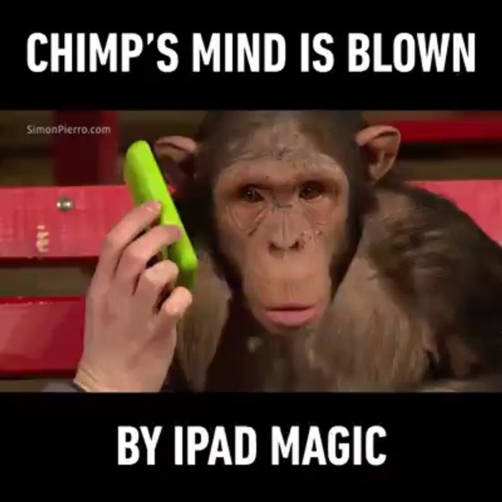 La réaction incroyable de ce chimpanzé face à un magicien qui lui fait des tours de passe-passe