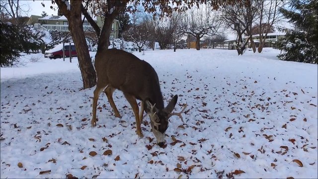 Il filme un faon avec un drone dans son jardin ! Bambi à noel