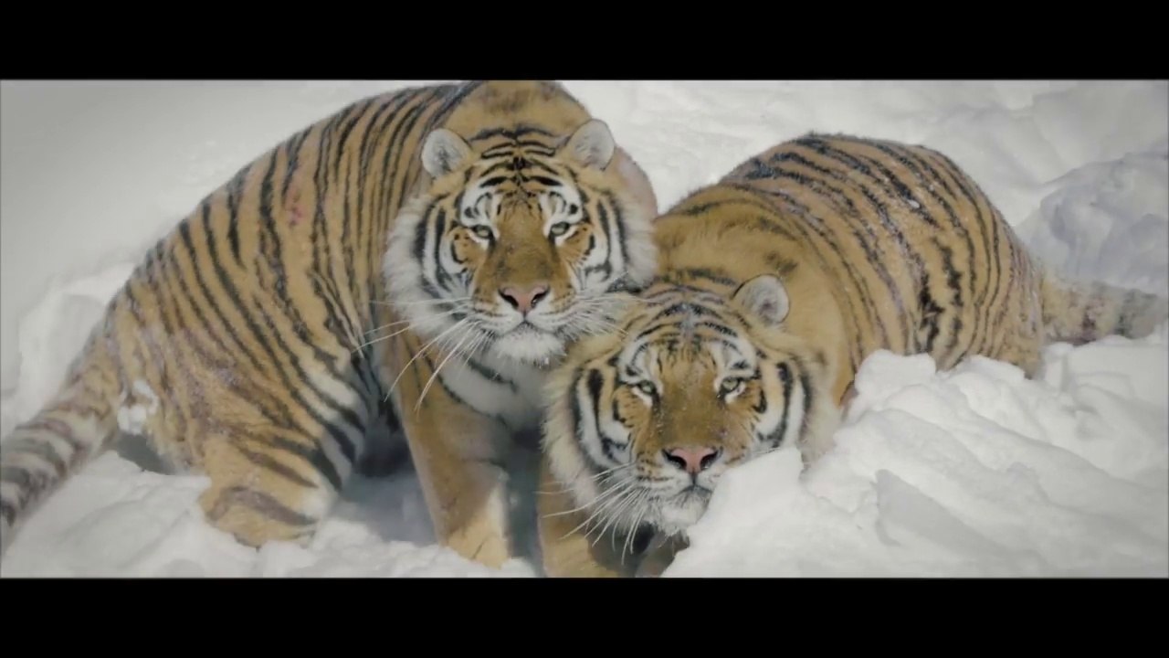 2 tigres blancs filmés dans la neige par un drone !