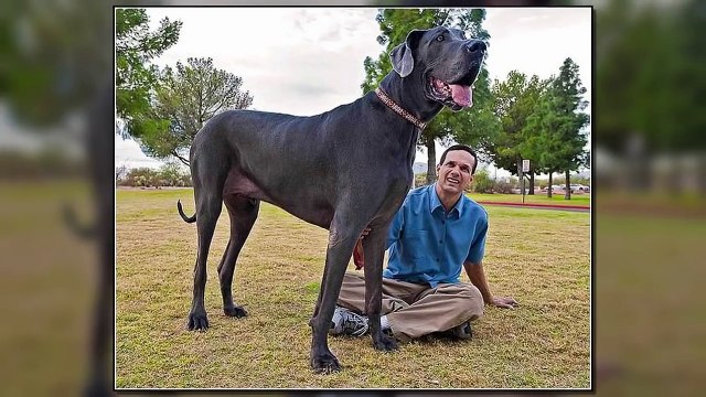 50 BIGGEST DOGS In The World Largest Dog Breeds