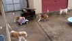 Rendre fou des bébés chiens Beagle avec une voiture télécommandée