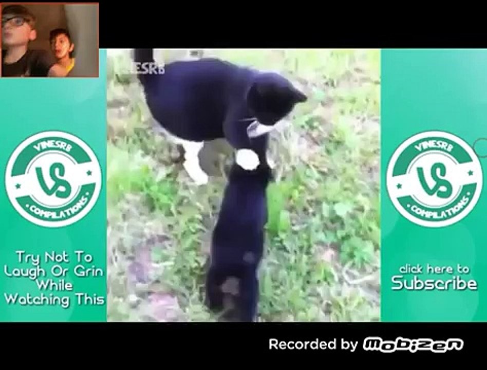 Vidéo de farod image