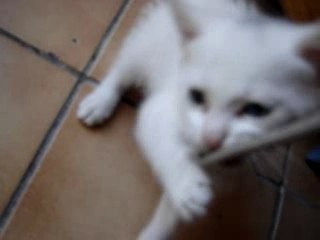 Chat yeux bleu et vert