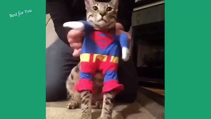 ESSAYEZ DE NE PAS RIRE #30 ! - Vidéo Drôle de - vidéos les plus drôles - Video