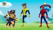 Paw Patrol Transforms Into Spiderman - Paw Patrol as Spiderman Finger Family Nursery Rhymes Song