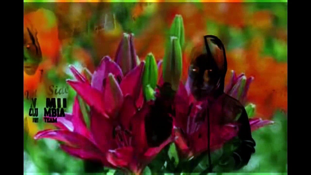 mc sicopat fleurs du lys c est pas du canabis