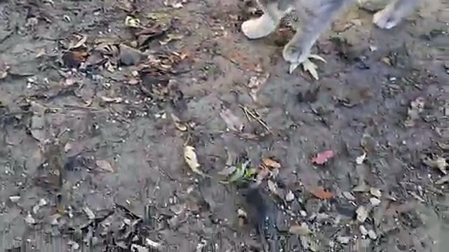 Un chat se fait voler sa souris par...