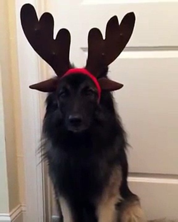 New Version Of RUDOLF reindeer - Reno Navideño