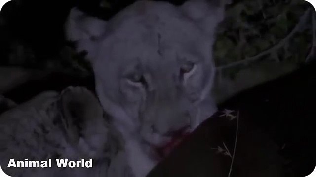 Hippo attack and Kills Lion , When Prey Fights Back - Hippo vs 17 Lions! (1)