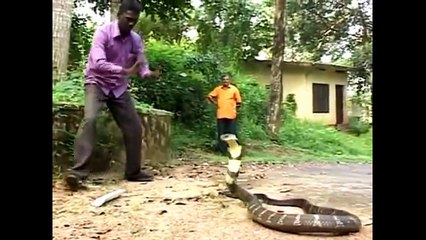 Biggest King Cobras Ever Found on Earth - YouTube