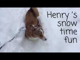 Curious Corgi Experiences Snow for the First Time