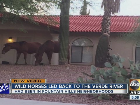 Wild horses in Fountain Hills returned to reservation