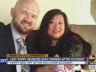 Dog reunited with her family after Flagstaff crash