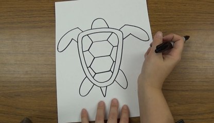 How to Draw a Sea Turtle Step By Step For Kids