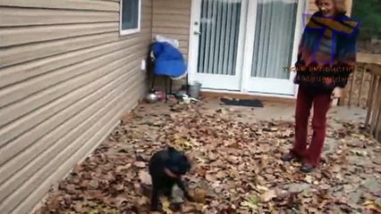 animals funny-relax _4