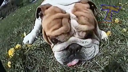 animals funny-relax _6