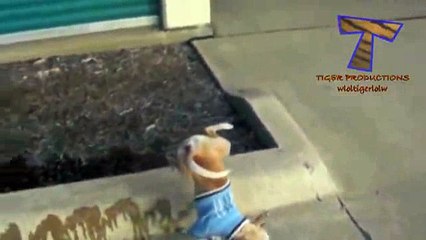 animals funny-relax _7