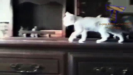 animals funny-relax _8