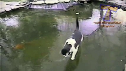 animals funny-relax _13