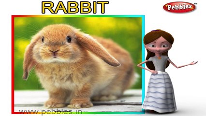 Rabbit Nursery Rhyme | Animal Rhymes | Nursery Rhymes For Kids | Nursery Rhymes 3D Collection