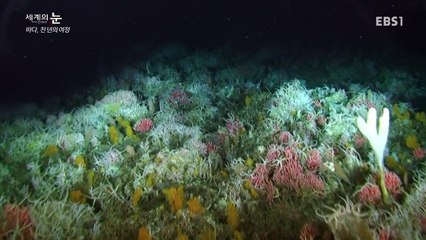 Sea, 1000-year journey
