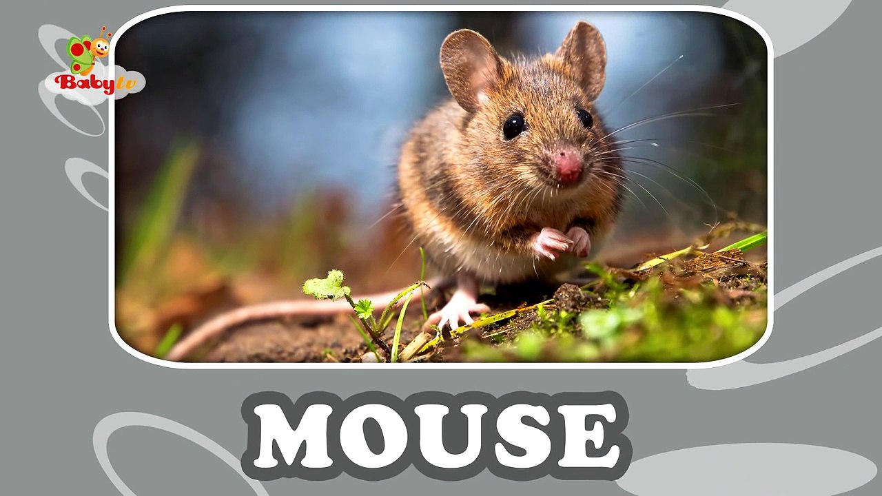 Mouse - Learning Animal Sounds and Names for Kids & Toddlers | BabyTV