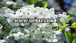 일산키스방 / 천안휴게텔 / OPSS1。COM / 구글 → 오피쓰