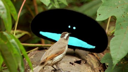 Top 10 Most Strange Looking Birds In The World